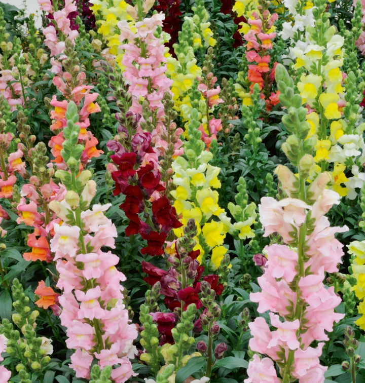 (Antirrhinum majus)  Ses fleurs en forme de "gueule de loup" sont de couleur jaune, carmin, rose, pourpre, ... Cette fleur se retrouve depuis longtemps dans les jardins de curé... Elle se plaît en massif, rocaille ou en pot.  Floraison estivale de mai à septembre.