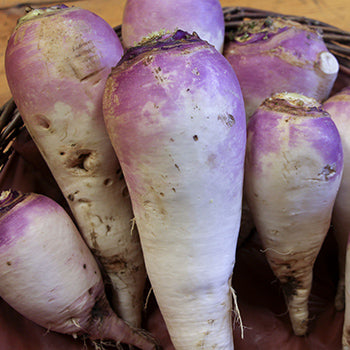 (Brassica rapa)  Culture de printemps, semis direct à partir du 15 mars jusque fin mai à la volée ou en ligne ce qui facilitera les binages, éclaircissage, ne laissant qu’un plant tous les 10 cm, toujours tenir sa culture humide ce qui est la condition essentielle pour obtenir des racines de qualité. Culture d’automne, semis direct en place de fin juillet au 15 septembre pour obtenir des racines à conserver l’hiver en cave ou en silo.  Semis Printemps et Automne