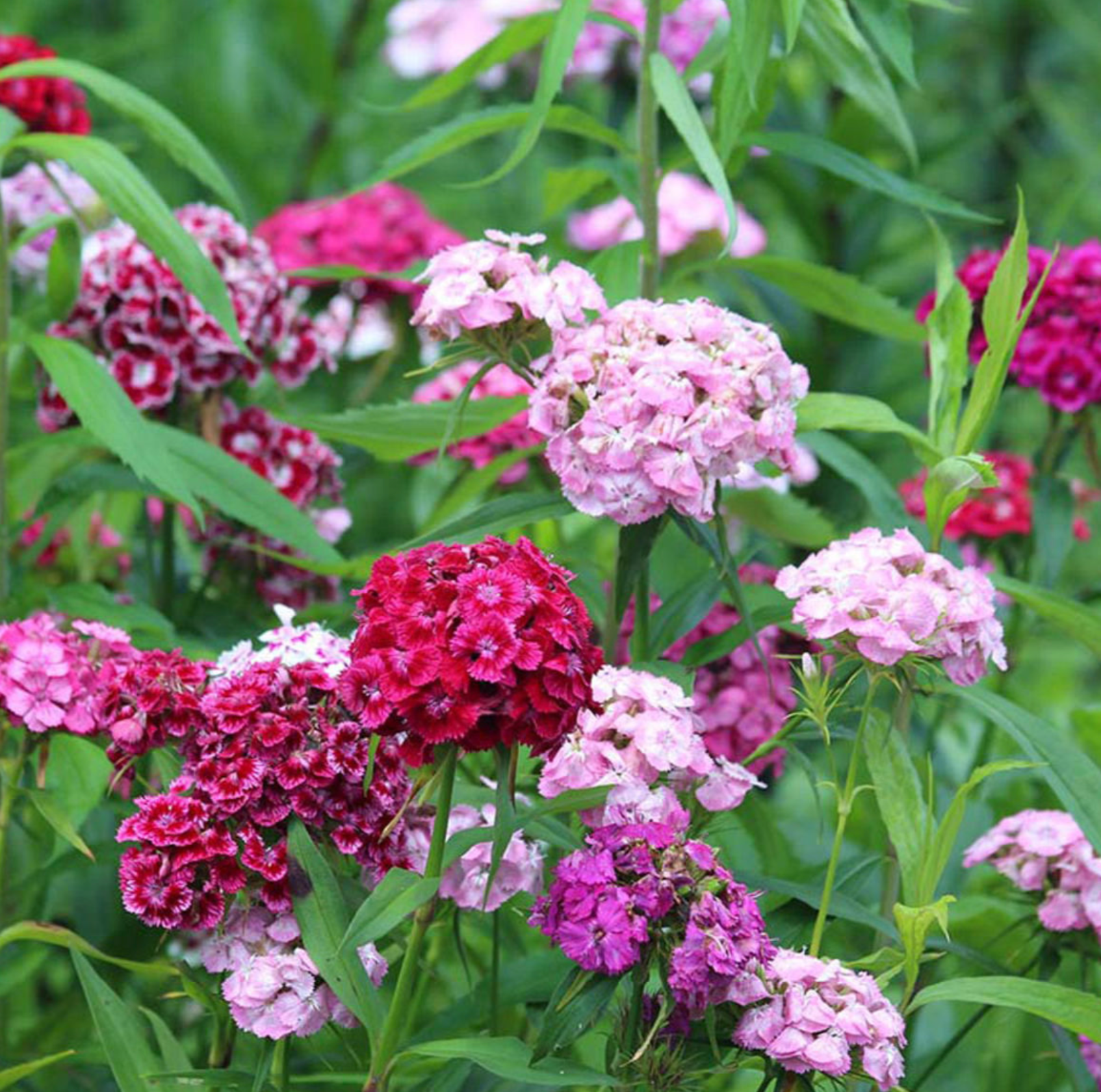 (Dianthus barbatus)  Plante bisannuelle et vigoureuse qui fleurit l'année suivant le semis. Durée de floraison très longue. Longues tiges rigides. Très bonne tenue en vase. Convient à la culture en pot sur le balcon. Semis : à l'intérieur de janvier à février ou de juin à juillet pour une floraison printanière. Floraison : du début de l'été jusqu'aux gelées. Hauteur : 50 cm.  Semis juin à août