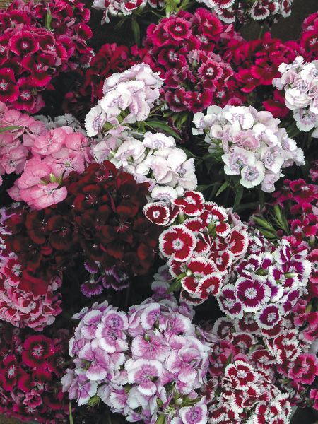 (Dianthus barbatus)  Plante bisannuelle et vigoureuse qui fleurit l'année suivant le semis. Durée de floraison très longue. Longues tiges rigides. Très bonne tenue en vase. Convient à la culture en pot sur le balcon. Semis : à l'intérieur de janvier à février ou de juin à juillet pour une floraison printanière. Floraison : du début de l'été jusqu'aux gelées. Hauteur : 50 cm.  Semis juin à août