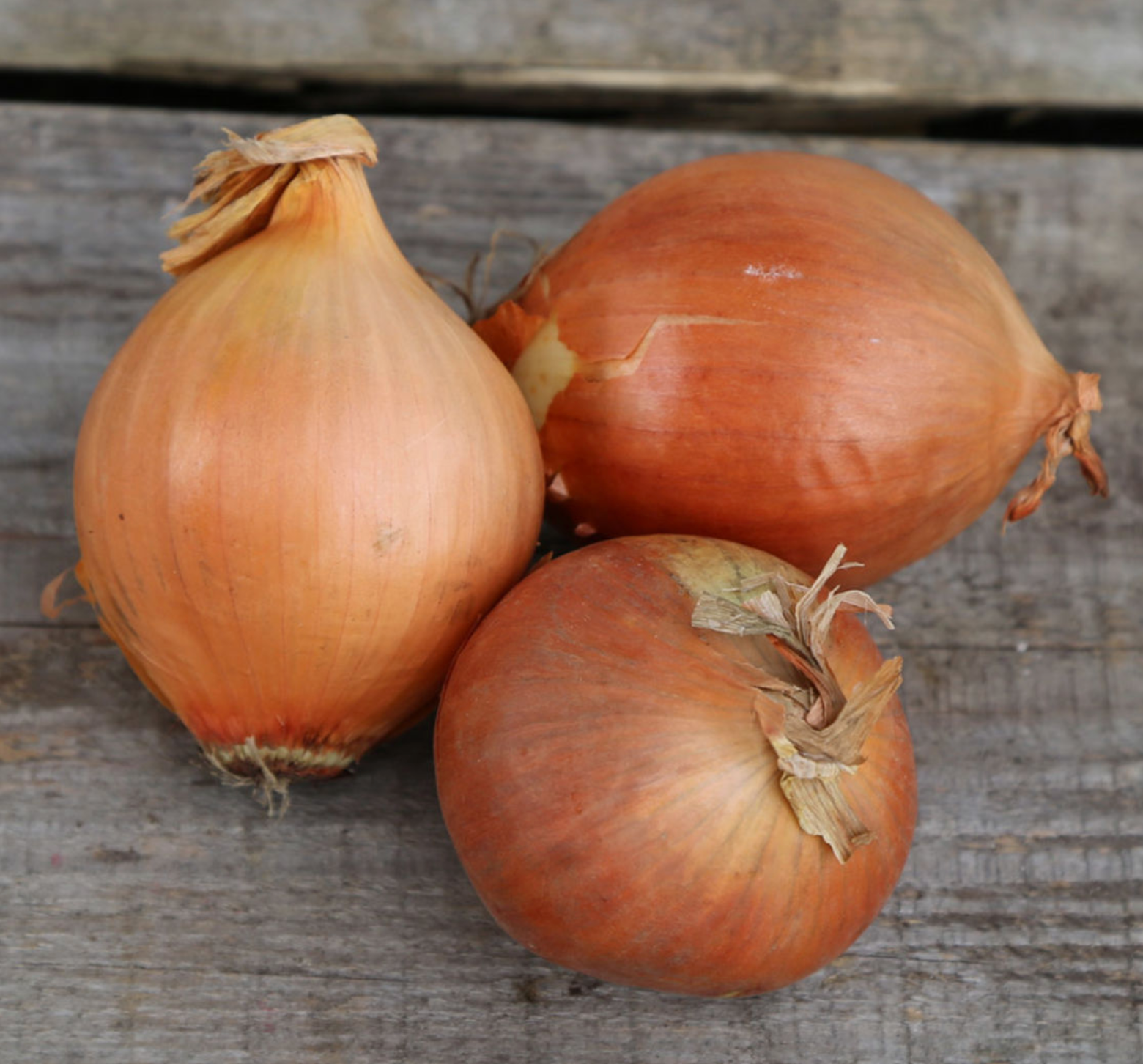 (Allium cepa)  Variété au bulbe légèrement aplati, d'excellente conservation et de bonne productivité. La chair blanche a un goût est assez prononcé. On le consomme cru en salade, ou cuit en plats mijotés.  Semis Mars