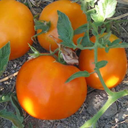 Tomate Oranze (nain)