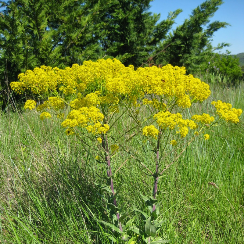 (Isatis tinctoria)  Cette espèce tinctoriale, aussi appelée "Guède”, peut dépasser le mètre de hauteur et développe, la 2ème année, une forte tige avec de nombreuses petites fleurs jaunes, groupées en grandes grappes décoratives.  Semis Avril à juillet