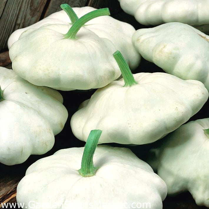 (Cucurbita pepo)  Variété non coureuse. Les fruits d"un blanc laiteux ont la forme d"un disque épais, plus ou moins renflé aux extrémités. Chair épaisse, blanche, ferme au goût d"artichaut. Productif. A consommer jeune.  Semis Avril - Mai