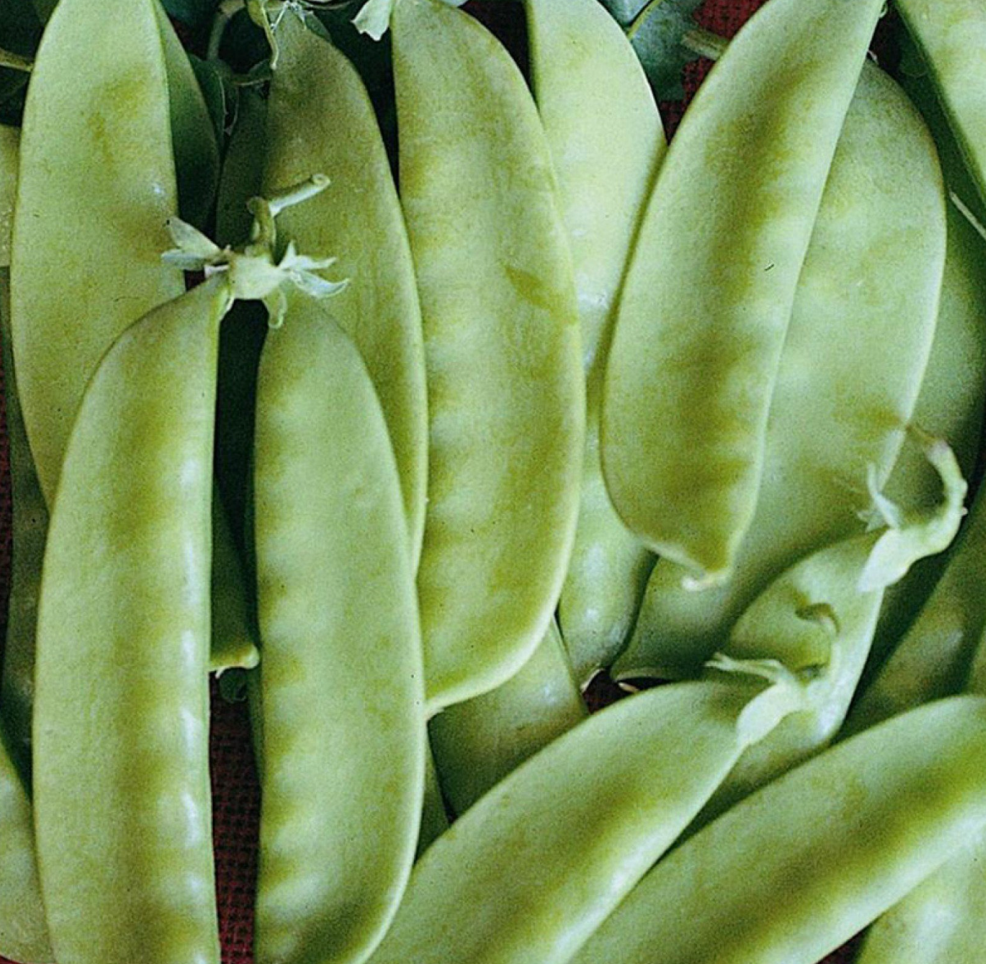 Pois Mangetout à rames Carouby de Maussane