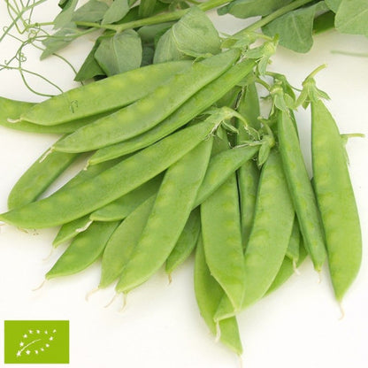 Pois Mangetout nain Norli