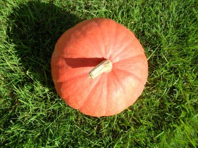 Potiron rouge vif d'Etampes