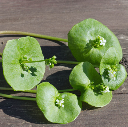 Pourpier d'Hiver ou Claytone de Cuba
