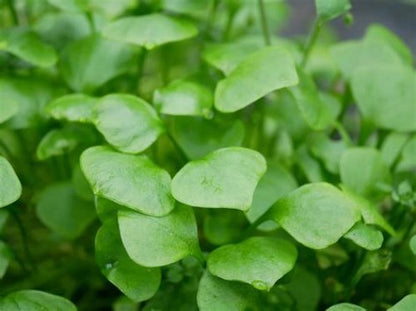 Pourpier d'Hiver ou Claytone de Cuba