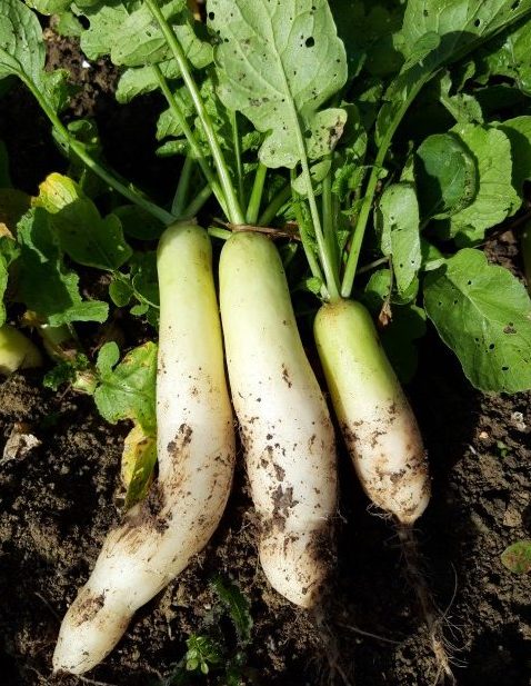 Radis Blanc Daikon