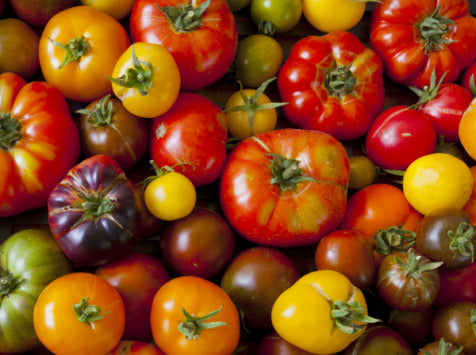 (Solanum lycopersicum)  Mélange de tomates cerises.  Semis de février à mai 