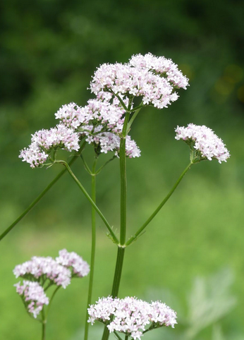 Valériane officinale