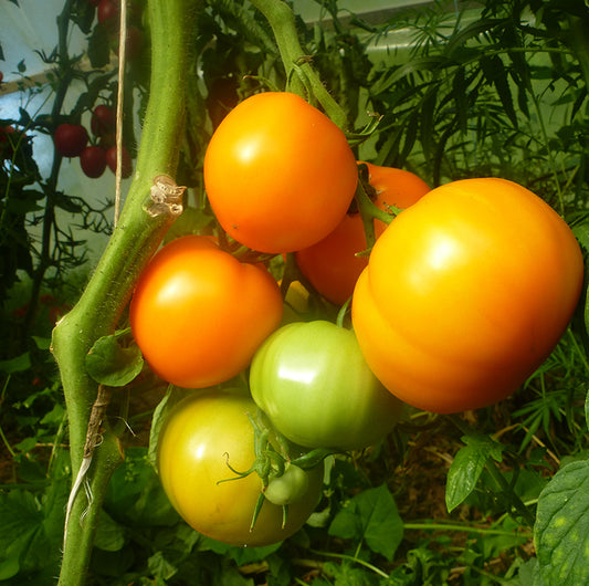 Tomate Yellow Belgian